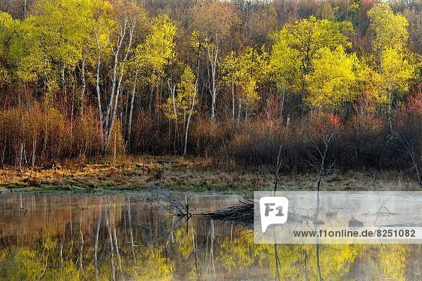 Espe  Populus tremula  Baum  Spiegelung  Greater Sudbury  Biber  Kanada  auftauchen  Laub  Ontario  Teich