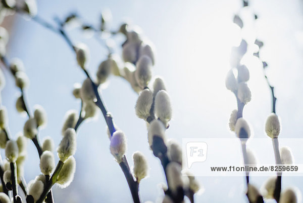 niedrig ,Blume ,Himmel ,Knospe ,Ansicht ,Flachwinkelansicht ,Winkel