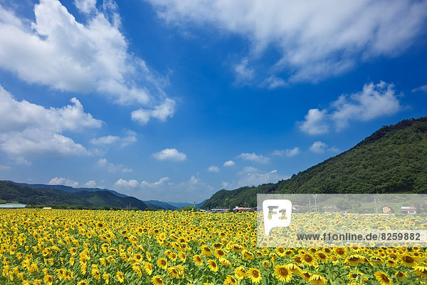 Sonnenblumenfeld  Hyogo  Japan