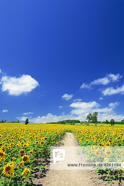 Sonnenblumenfeld  Hokkaido