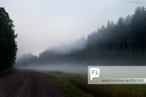 Foggy landscape with road