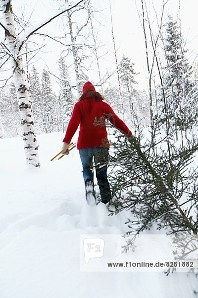 Woman carrying pine tree at winter  rear view