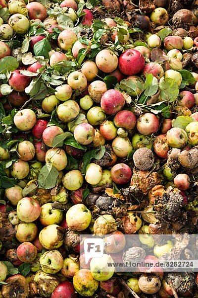 Rotten apples on compost pile