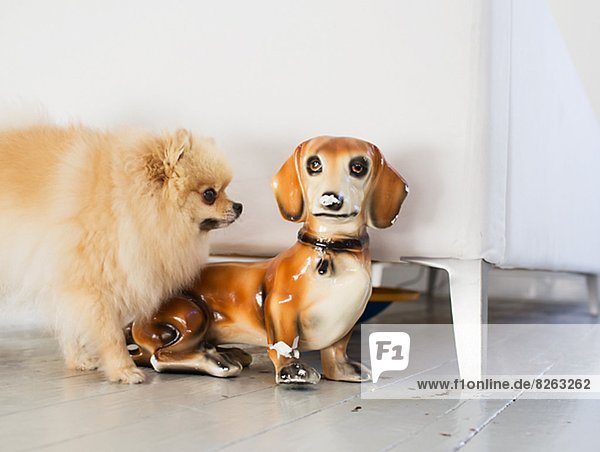 stinken Hund Porzellan riechen