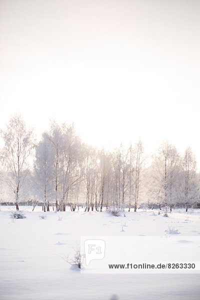 Winter landscape