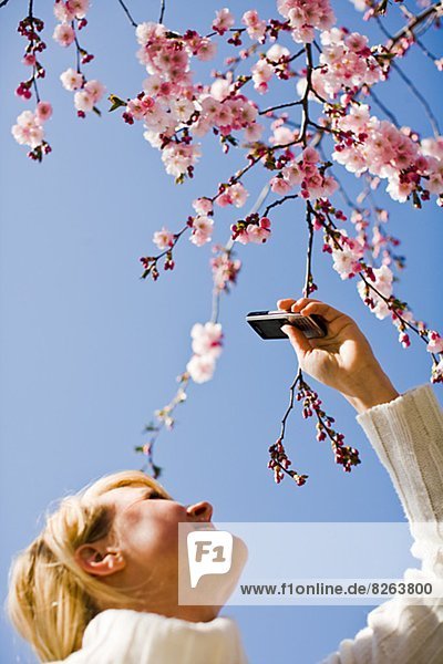 Woman taking photographs of cherry-blossom with her mobile phone  Sweden.