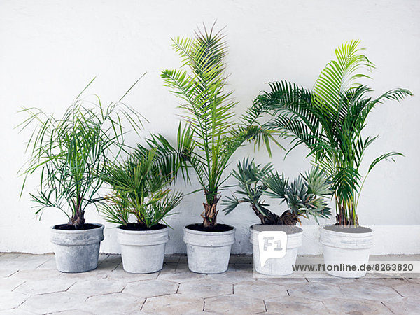 Palm-trees in pots against a wall  Sweden.