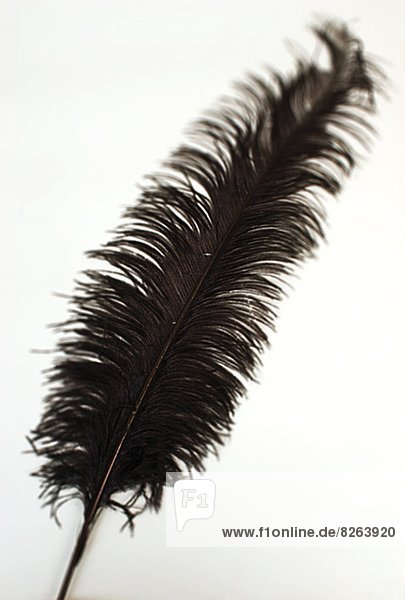 A black feather.