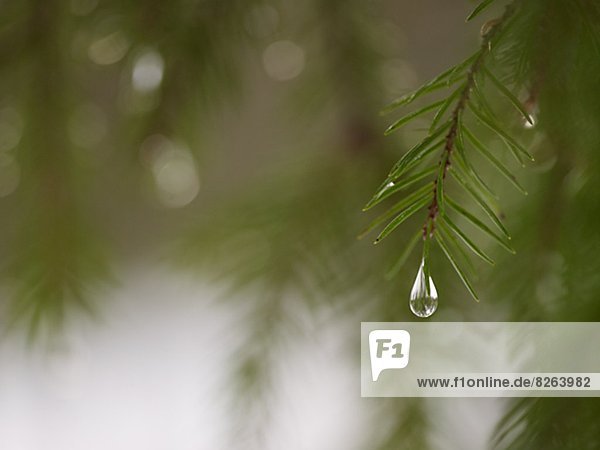 A drop of water hanging from a branch  Sweden.