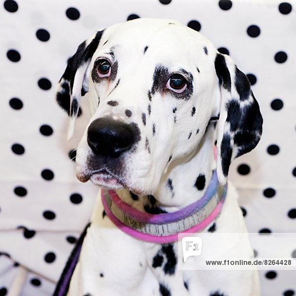 Portrait  Hund  Hintergrund  Punkt  Dalmatiner