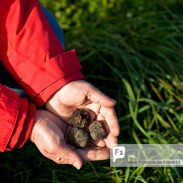 Black truffles on hands
