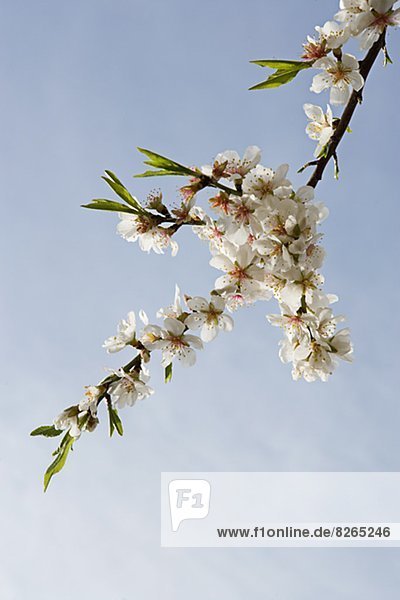 niedrig Blume Baum Ansicht Flachwinkelansicht Mandel Winkel