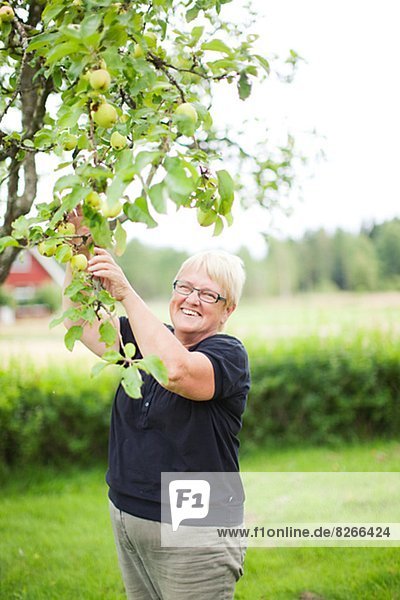 Smiling senior woman picking apples