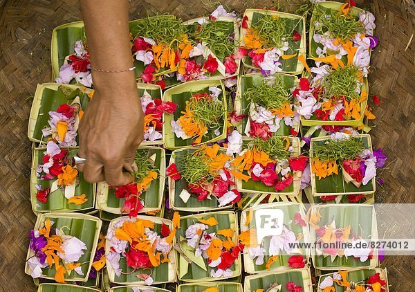 Angebot  Blume  Korb  klein  Religion  hinzufügen  Indonesien  Ubud