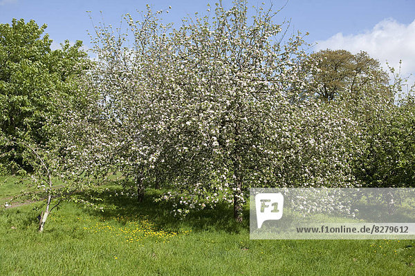 Obstgarten  Apfel