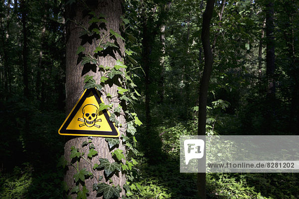 Ein Warnschild mit Totenkopf an einem Baum in einem dunklen Waldgebiet.