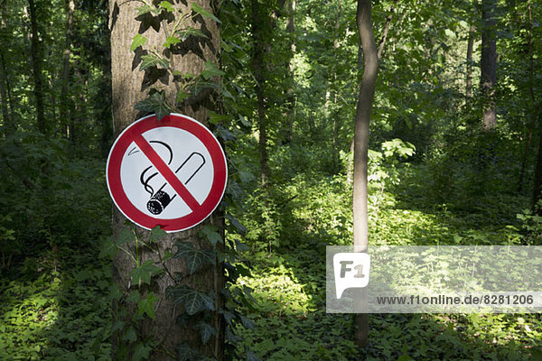 Ein Nichtraucher-Schild auf einem Baumstamm in einem Waldgebiet.