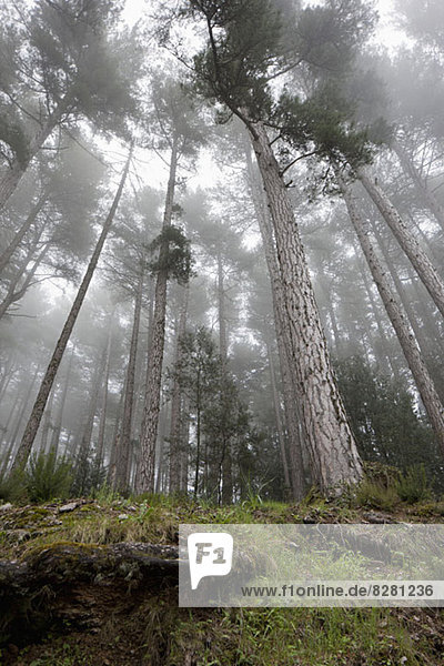 Nebel rollt über einen Wald von Bäumen.