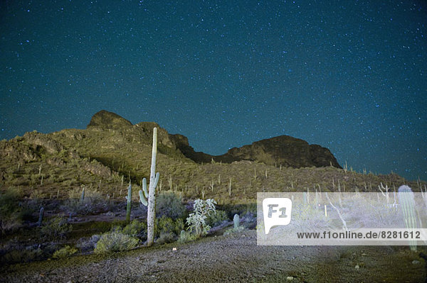 Sternennacht über Kaktus gefüllter Wüste in Tucson  Arizona  USA