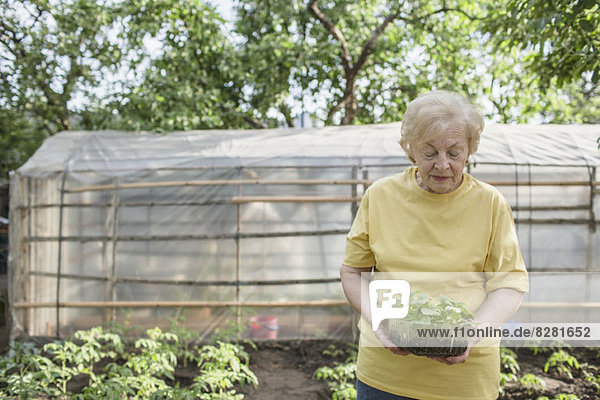 Eine ältere Frau im Garten  Gewächshaus im Hintergrund