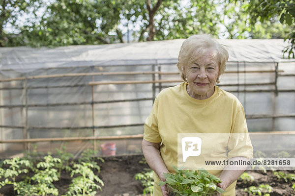 Eine ältere Frau mit einer Pflanze  Gewächshaus im Hintergrund