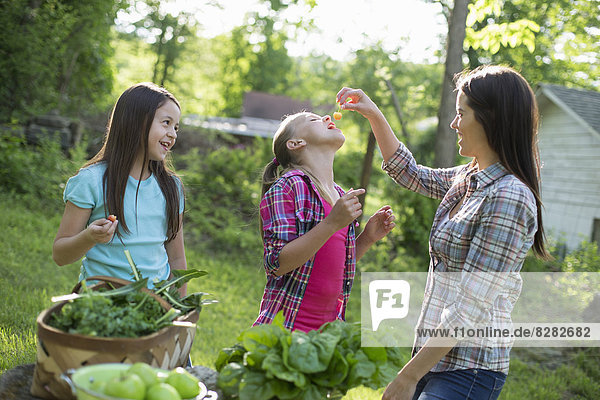 Biologische Landwirtschaft. Sommerfest. Eine Frau füttert ein junges Mädchen mit frisch gepflückten Kirschen.