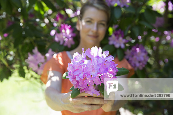 Eine Frau steht vor einem blühenden Strauch und hält eine große violette Hortensienblüte heraus.