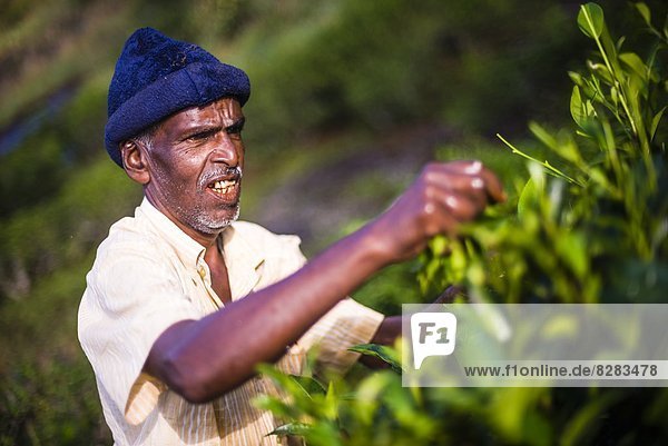 A male tea picker picking tea in the Sri Lanka Central Highlands  Tea Country  Sri Lanka  Asia
