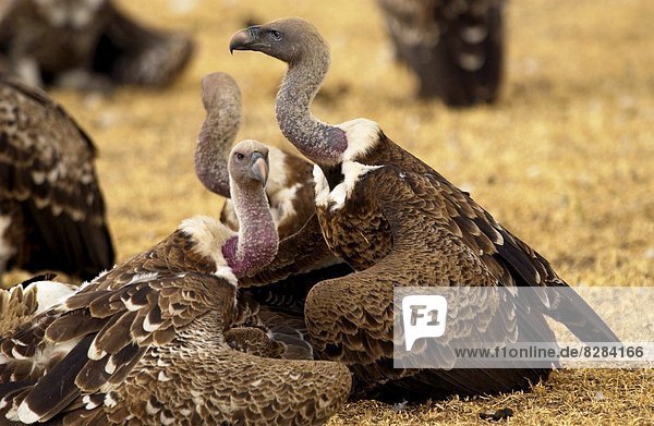 Lappet Faced Vultures  Grumet  Tanzania  East Africa