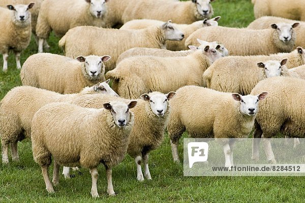 Schaf  Ovis aries  Feld  Herde  Herdentier  Vogelschwarm  Vogelschar  England  grasen  Oxfordshire