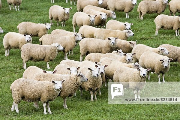 Schaf  Ovis aries  Feld  Herde  Herdentier  Vogelschwarm  Vogelschar  England  grasen  Oxfordshire