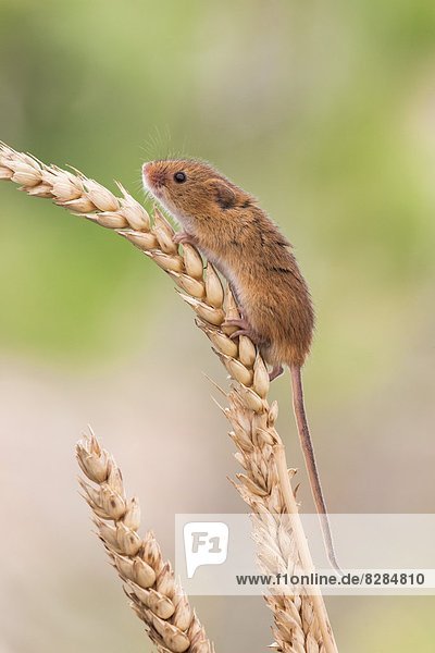 Harvest mouse (Micromys minutus)  captive  United Kingdom  Europe