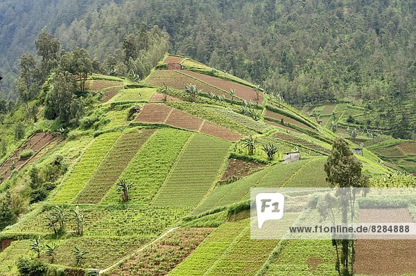 entfernt  bedecken  klein  Hügel  Gemüse  Wachstum  Schwangerschaft  Mittelpunkt  in der Höhe  Wald  Südostasien  Asien  Indonesien  Java
