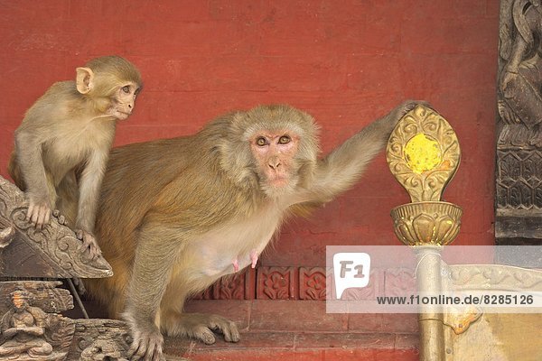 Rhesus Macaque monkey mother and baby on ancient shrine  Swayambhunath Stupa (Monkey Temple)  Kathmandu  Nepal  Asia