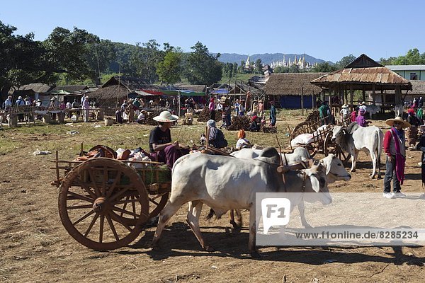 Thaung Tho tribal market at southern end of lake  Inle Lake  Shan State  Myanmar (Burma)  Asia