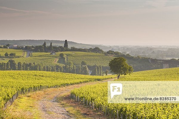 The vineyards of Sancerre in the Loire Valley  Cher  Centre  France  Europe