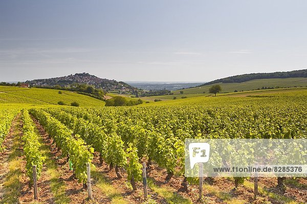 The vineyards of Sancerre in the Loire Valley  Cher  Centre  France  Europe