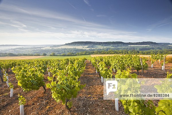Vineyards below the hilltop village of Vezelay in Burgundy  France  Europe