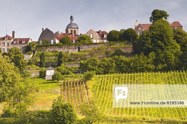 The vineyards of Le Clos below the hilltop village of Vezelay in Burgundy  France  Europe
