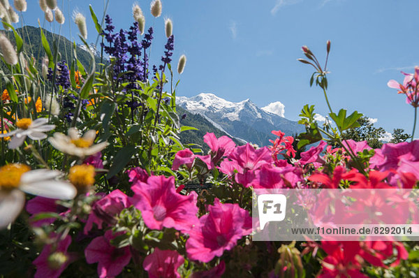Mont Blanc  Chamonix  Frankreich