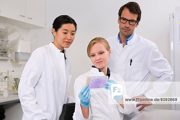 Group of scientists examining microtiter plate with crystal violet solution