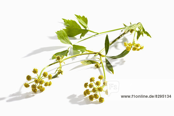 Lovage (Levisticum officinale) with blossom