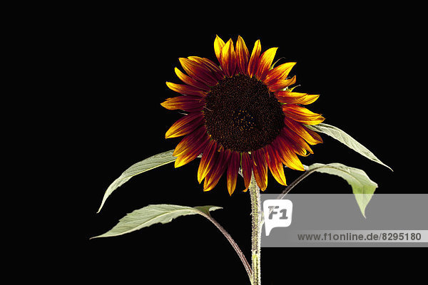 Bicolored sunflower (Helianthus)