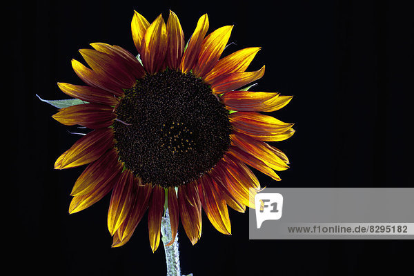 Zweifarbige Sonnenblume (Helianthus)