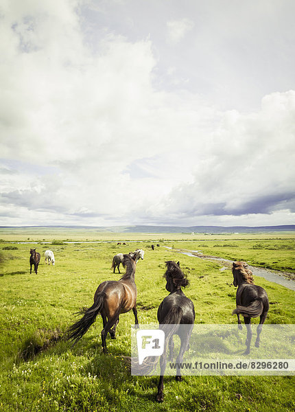 Iceland,  Icelandic horses on grassland