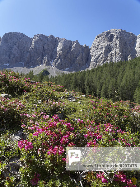 Österreich  Kärnten  Karnische Alpen  Biegengebirge und Alpenrose (Rhododendron hirsutum)