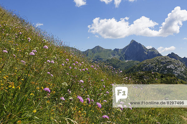 Italien  Friaul-Julisch Venetien  Karnische Alpen  Blumenwiese bei Kleiner Pal