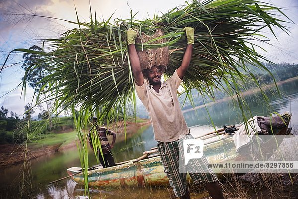 Portrait  arbeiten  Bauer  Asien  Ortsteil  Highlands  Sri Lanka