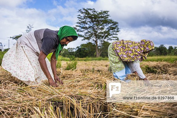 Außenaufnahme  Frau  arbeiten  Feld  Weizen  Asien  Sri Lanka