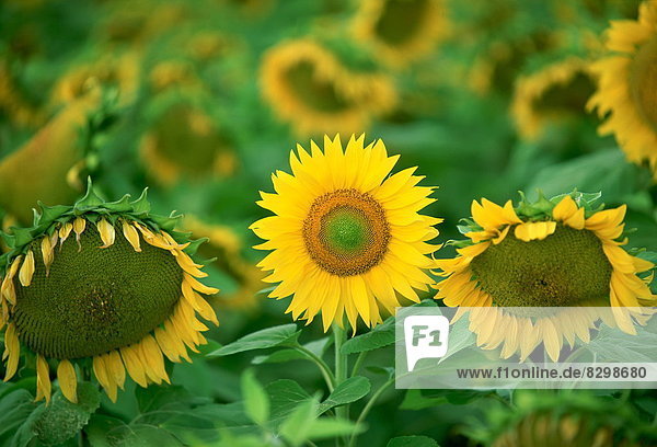 Standing out from the crowd - a healthy sunflower holds its head up proudly while others around it wilt and fade  Loire Valley  France